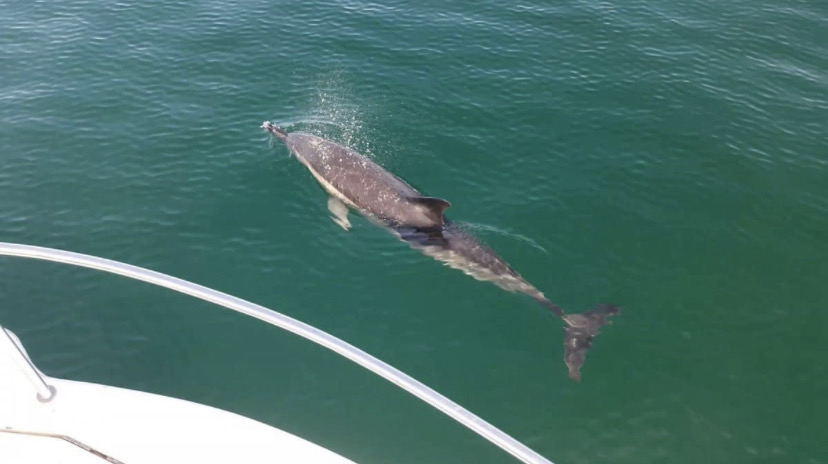 Dauphin observé depuis le bateau lors de l'excursion côte basque
